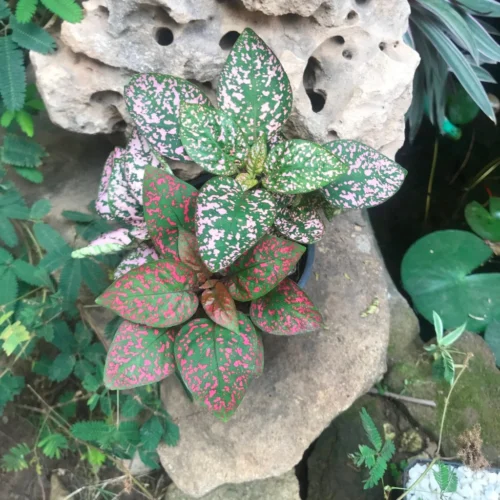 Fittonia Mix Plant -Plant Life Decor Shop Fittonia Mix 4