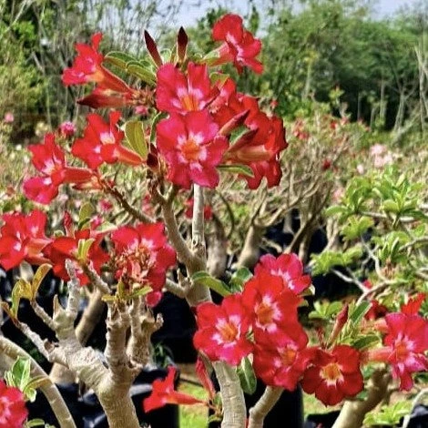 Flaming Pearl Adenium Plant 2 Flaming Pearl Adenium Plant - Image 2