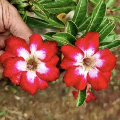 Flaming Pearl Adenium Plant 5 Flaming Pearl Adenium Plant -Plant Life Decor Shop Flaming Pearl Adenium 3