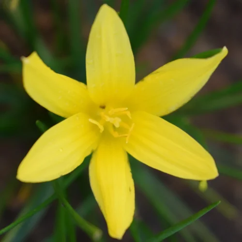 Rain Lily 'Flavisissima' (Bulbs)