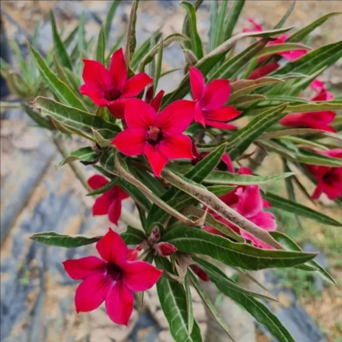 Crispum Hybrid 'Flock Of Red Tanager' Adenium Plant