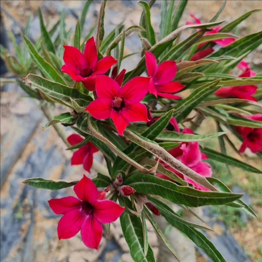 Crispum Hybrid 'Flock Of Red Tanager' Adenium Plant 1 Crispum Hybrid 'Flock Of Red Tanager' Adenium Plant