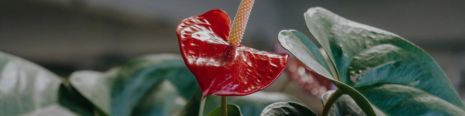 Titelseite -Plant Life Decor Shop Flowering plants 260721 1 3