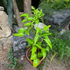 Fragrant Virgin's Bower Clematis Flammula Plant -Plant Life Decor Shop FragrantVirgin sBowerClematisFlammulaPlant 1