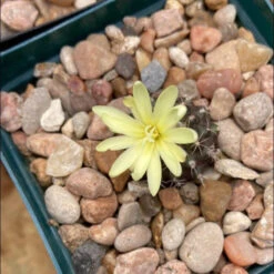 Frailea Uhligiana Cactus Plant