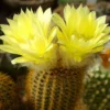 Frailea Mammifera Cactus Plant