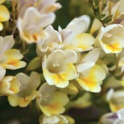 Freesia Alba (Bulbs)