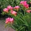 Freesia Single Deep Pink (Bulbs)