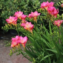 Freesia Single Deep Pink (Bulbs)