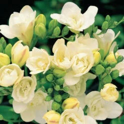 Freesia Double Yellow (Bulbs)