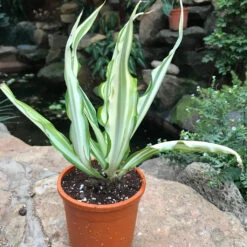 Furcraea Foetida Mediopicta Plant