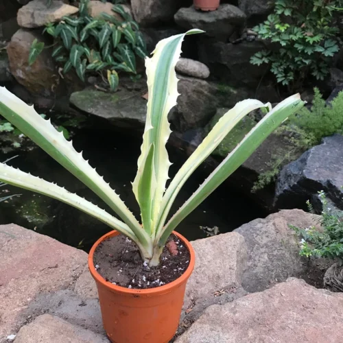 Furcraea Selloa Marginata Cactus Plant