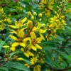 Thryallis Golden Shower Plant