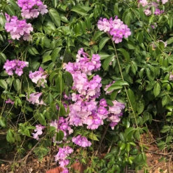 Garlic Vine Plant 11 Garlic Vine Plant -Plant Life Decor Shop Garlic Vine 1