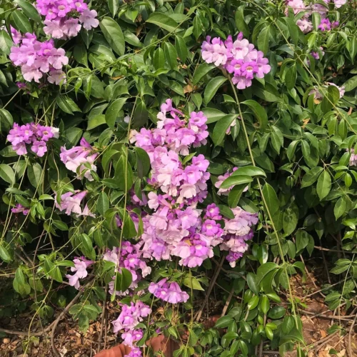 Garlic Vine Plant -Plant Life Decor Shop Garlic Vine 1