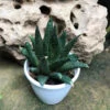 Gasteraloe Green Dew Succulent Plant