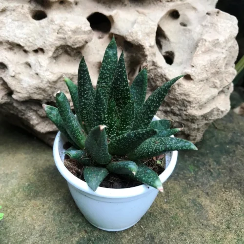 Gasteraloe Green Dew Succulent Plant