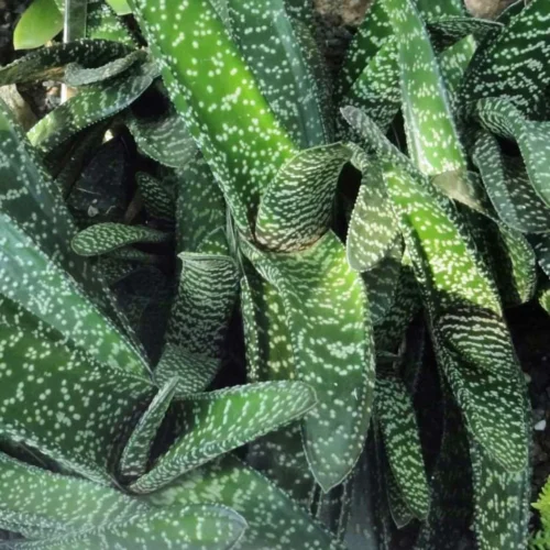 Gasteria Carinata Succulent Plant
