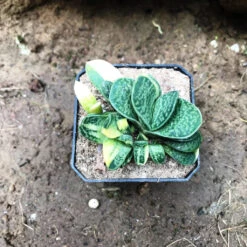 Gasteria Bicolor Var. Liliputana F. Variegata Succulent Plant -Plant Life Decor Shop Gasteriabicolorvar.liliputanaf.variegata 1