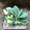 Gasteria Bicolor Var. Liliputana F. Variegata Succulent Plant