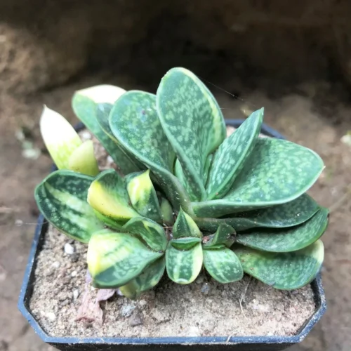 Gasteria Bicolor Var. Liliputana F. Variegata Succulent Plant
