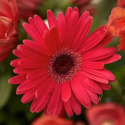 Gerbera Mega Revolution Formula Mix-HY Flower Seeds