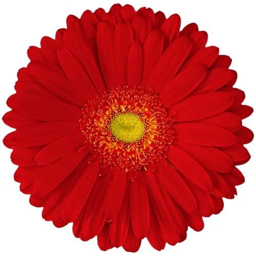 Gerbera Alcatraz Plant