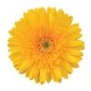 Gerbera Livia Plant