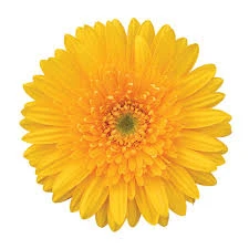 Gerbera Livia Plant