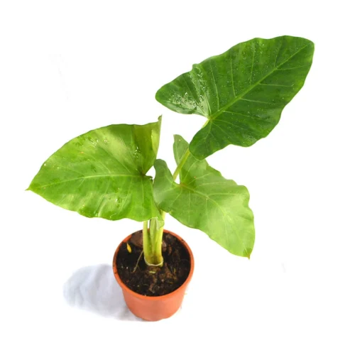 Alocasia Macrorrhizos Giant Taro Plant -Plant Life Decor Shop Giant Taro 3