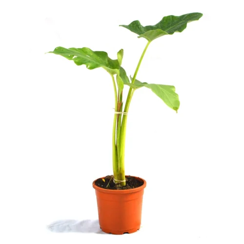 Alocasia Macrorrhizos Giant Taro Plant -Plant Life Decor Shop Giant Taro 4