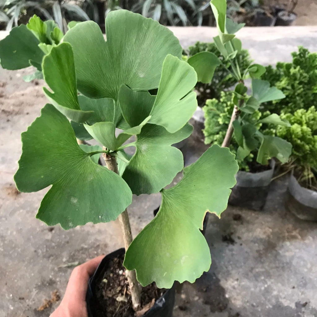 Ginkgo Biloba Plant (Maidenhair Tree) 1 Ginkgo Biloba Plant (Maidenhair Tree)