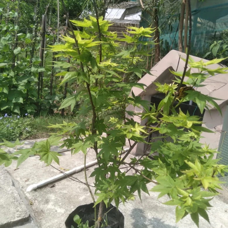 Ginkgo Biloba Plant (Maidenhair Tree) 2 Ginkgo Biloba Plant (Maidenhair Tree) - Image 2