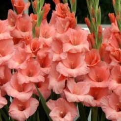 Gladiolus ‘Jessica’ Bulbs