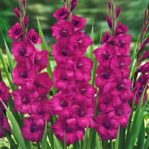 Gladiolus ‘Plum Tart’ Bulbs
