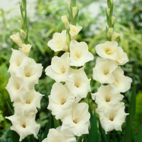 Gladiolus 'Apollus' (Bulbs)