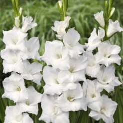 Gladiolus ‘White Prosperity’ Bulbs