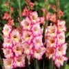 Gladiolus ‘Priscilla’ Bulbs