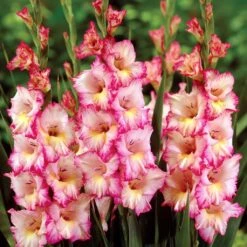 Gladiolus ‘Priscilla’ Bulbs