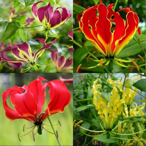 Gloriosa Mixed (Bulbs)