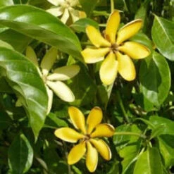 Gardenia Carinata Plant