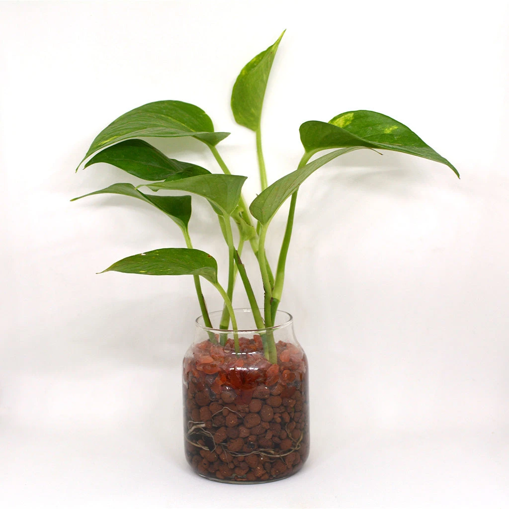 Golden Glimpse Water Terrarium Kit 2 Golden Glimpse Water Terrarium Kit - Image 2