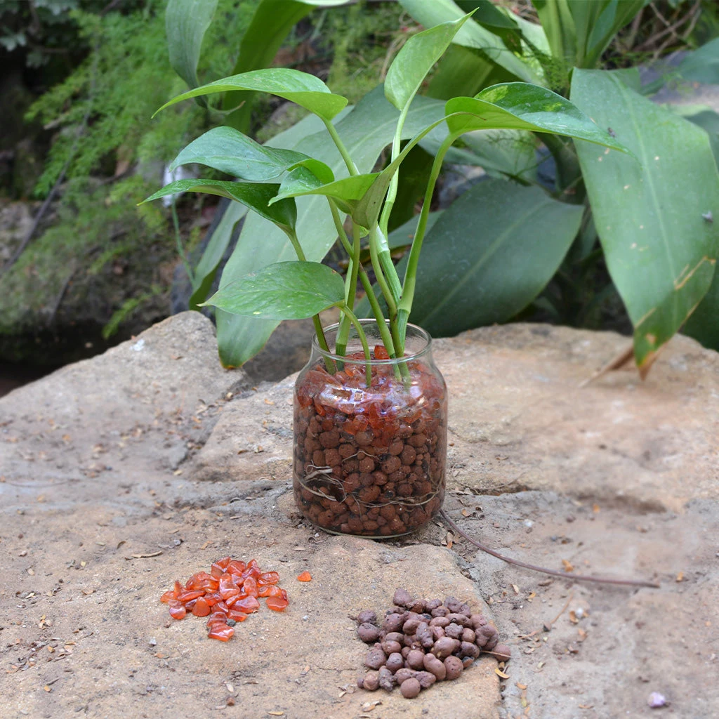 Golden Glimpse Water Terrarium Kit 1 Golden Glimpse Water Terrarium Kit