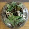 Goosefoot In A Forest Terrarium Kit