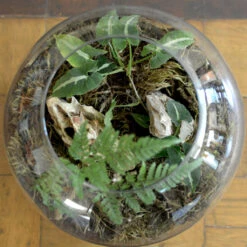 Goosefoot In A Forest Terrarium Kit