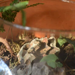 Goosefoot In A Forest Terrarium Kit -Plant Life Decor Shop Goosefoot in a forest 3