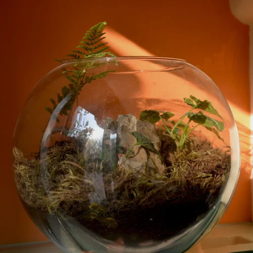 Goosefoot In A Forest Terrarium Kit 8 Goosefoot In A Forest Terrarium Kit -Plant Life Decor Shop Goosefoot in a forest 4
