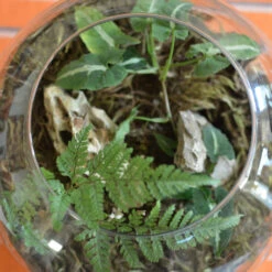 Goosefoot In A Forest Terrarium Kit -Plant Life Decor Shop Goosefoot in a forest 5