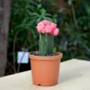 Grafted Pink Moon Cactus Plant
