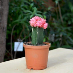 Grafted Pink Moon Cactus Plant